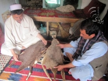 Population of Karakul sheep increases