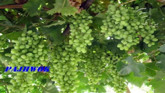 حاصلات انگور در جوزجان به يک ميليارد افغانى ميرسد